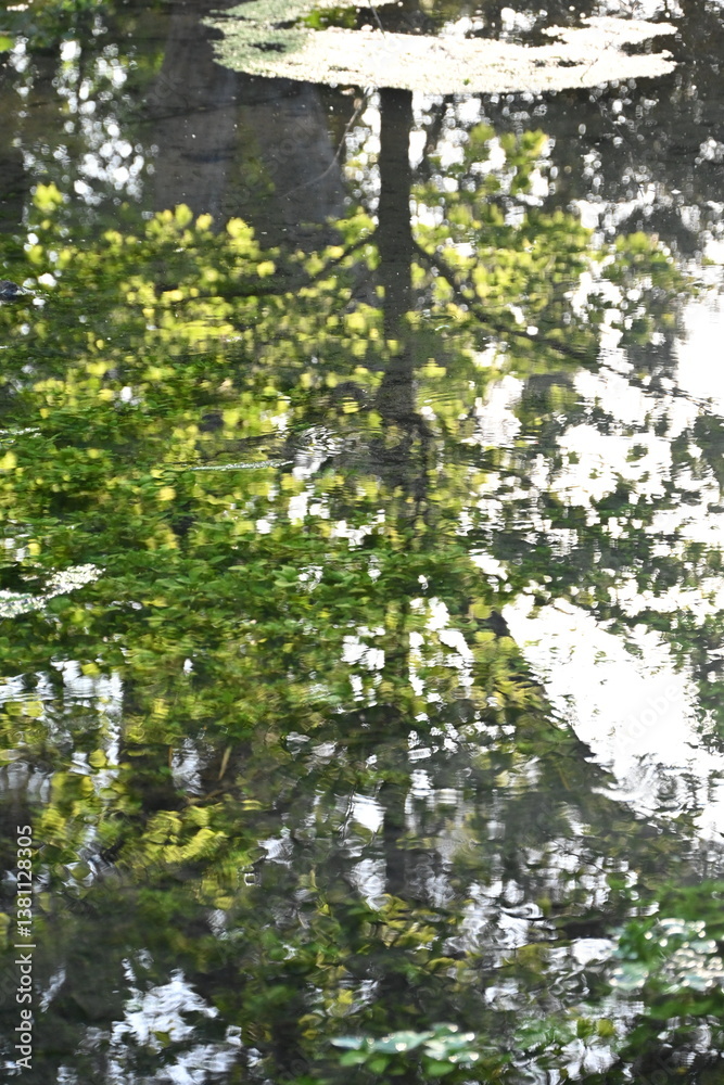 Fototapeta premium sun shining through the trees