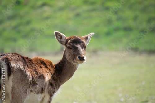 Close up of a deer