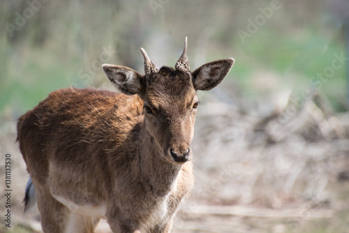 Close up of a deer