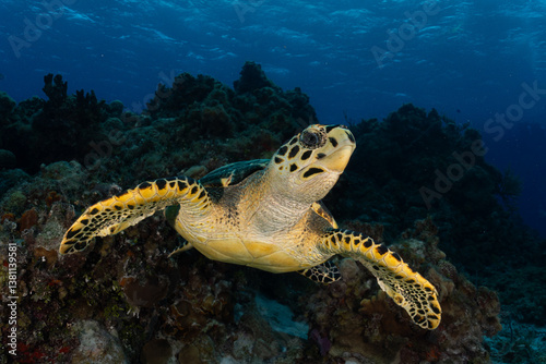 Turtle swimming in a reef in the Caribbean 