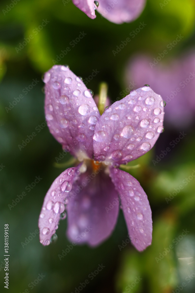 Purple viola odorata flowers with water drops on petals after rain Purple viola odorata flowers with water drops on petals after rain