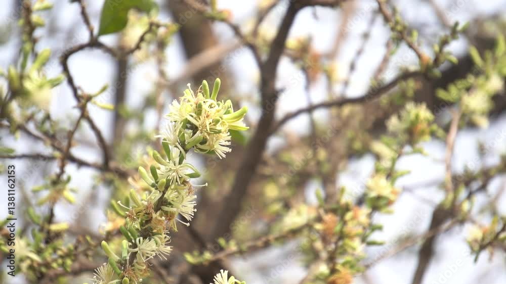 Sage-leaved Alangium is a small tree with fragrant white flowers, twisted branches, and medicinal uses in traditional Ayurvedic practices. Sage-leaved Alangium is a small tree with fragrant white flowers, twisted branches, and medicinal uses in traditional Ayurvedic practices.