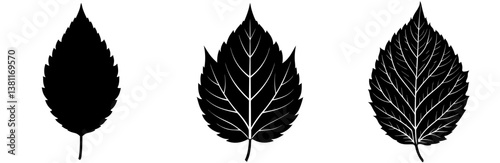 Elm Leaf Silhouette Vector Art on White Background

