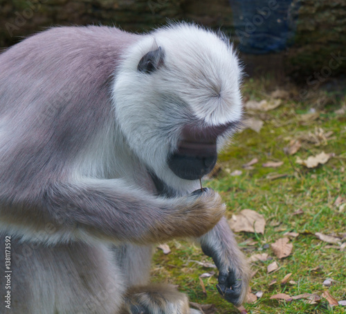 Gray langur monkey foraging on the ground in forest enclosure.. photo