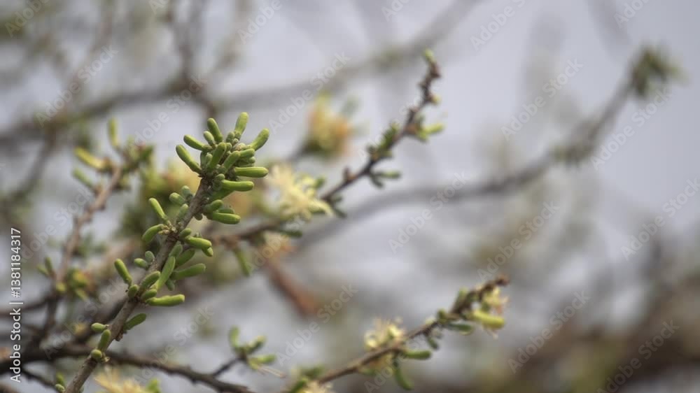 Sage-leaved Alangium is a small tree with fragrant white flowers, twisted branches, and medicinal uses in traditional Ayurvedic practices. Sage-leaved Alangium is a small tree with fragrant white flowers, twisted branches, and medicinal uses in traditional Ayurvedic practices.