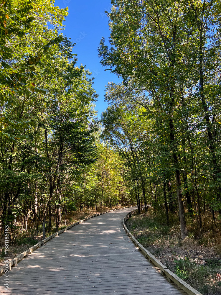 Obraz premium Rural tree-lined path in the forest 