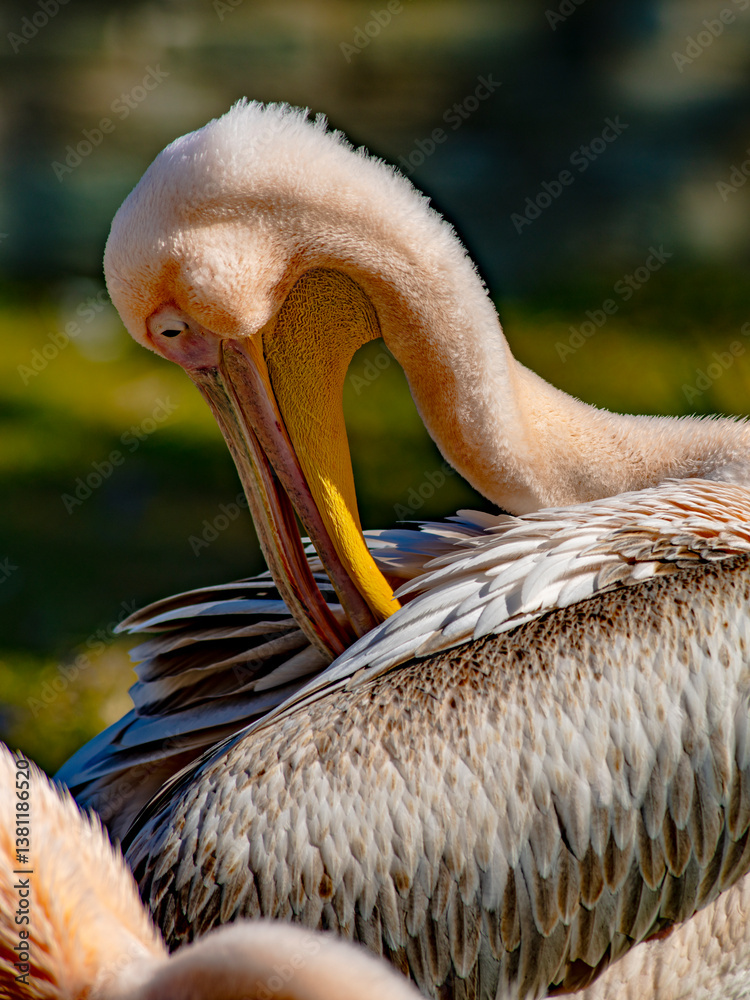 Pelikan