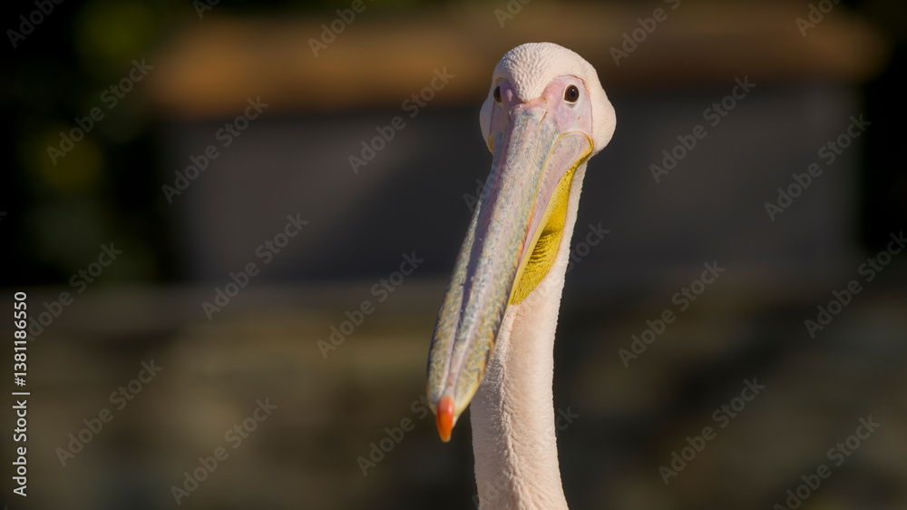 Pelikan