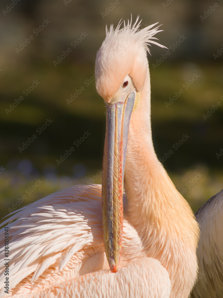 Pelikan