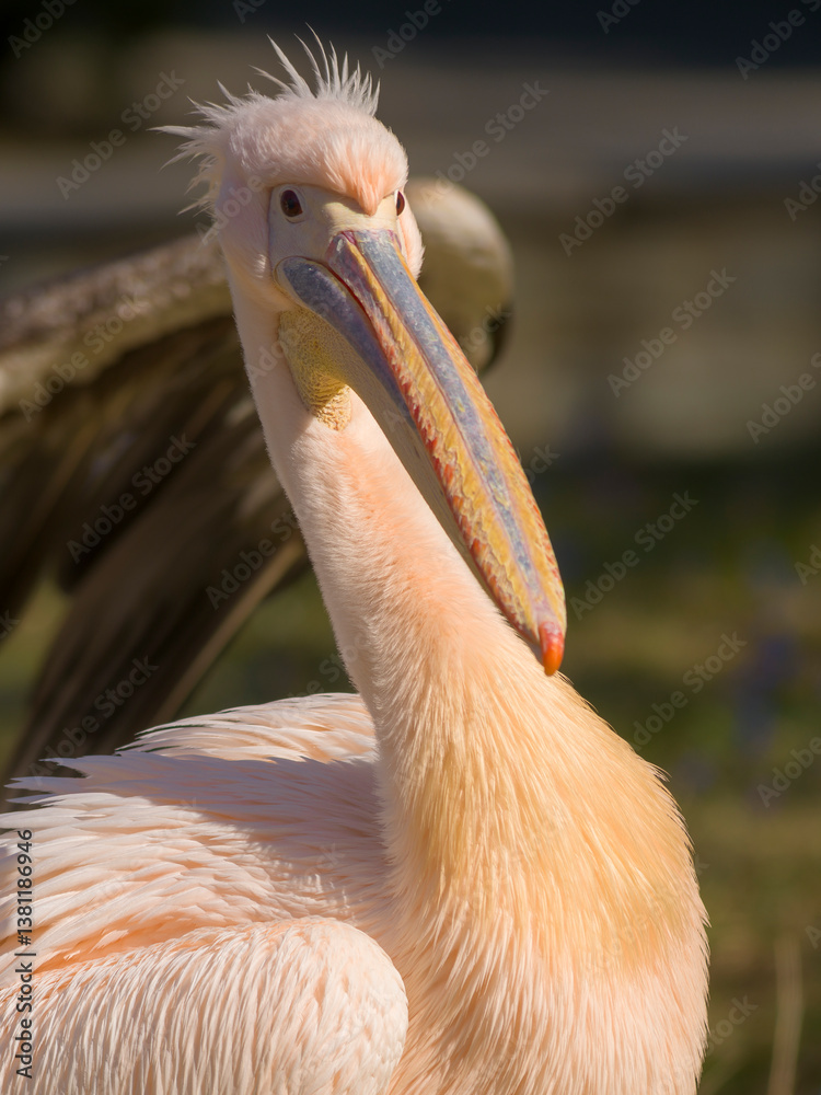 Pelikan