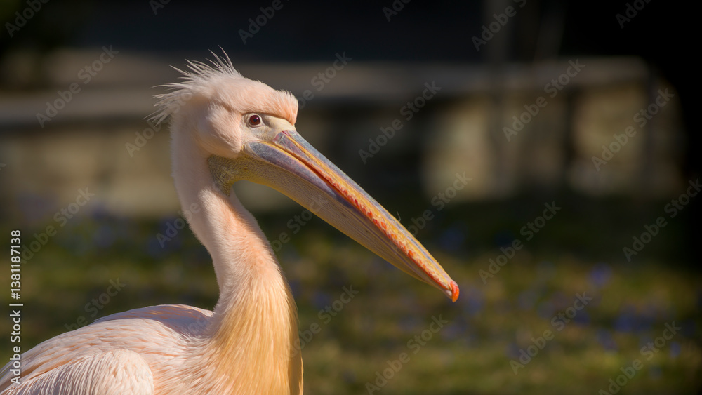 Pelikan