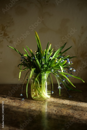 Snowdrops are standing in a jar of water.