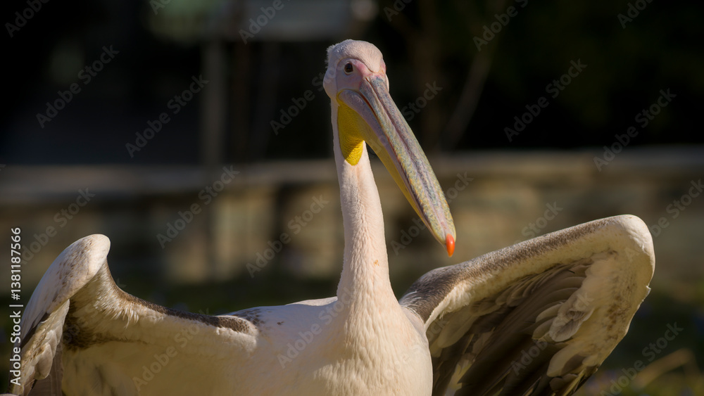 Pelikan