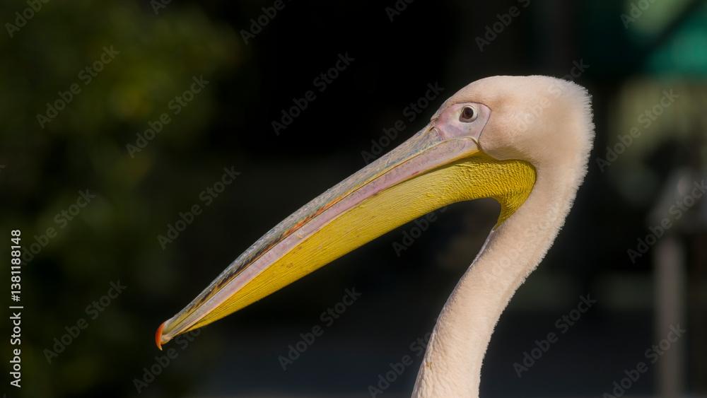 Pelikan