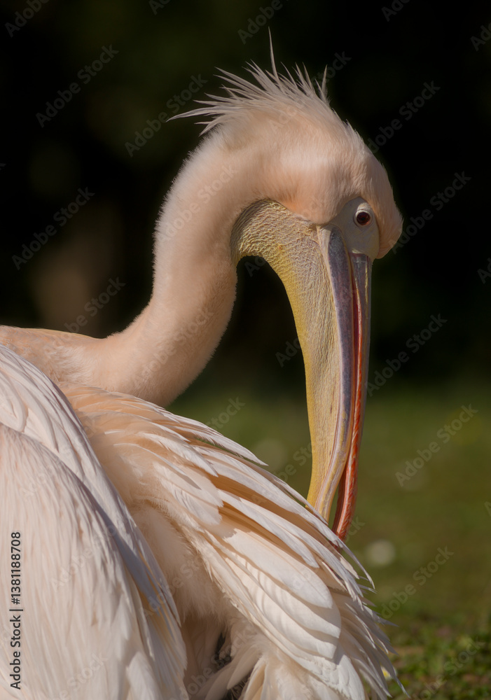 Pelikan