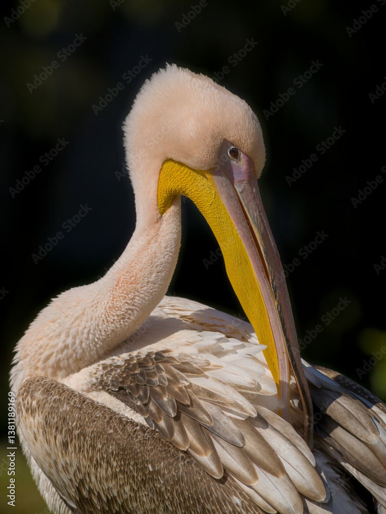 Pelikan