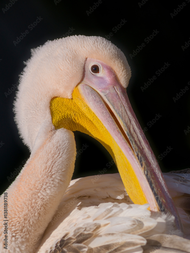 Pelikan