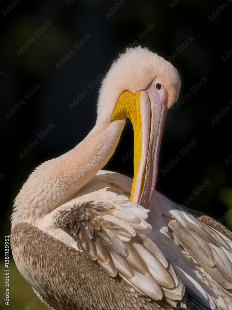 Pelikan
