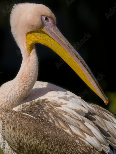 Pelikan