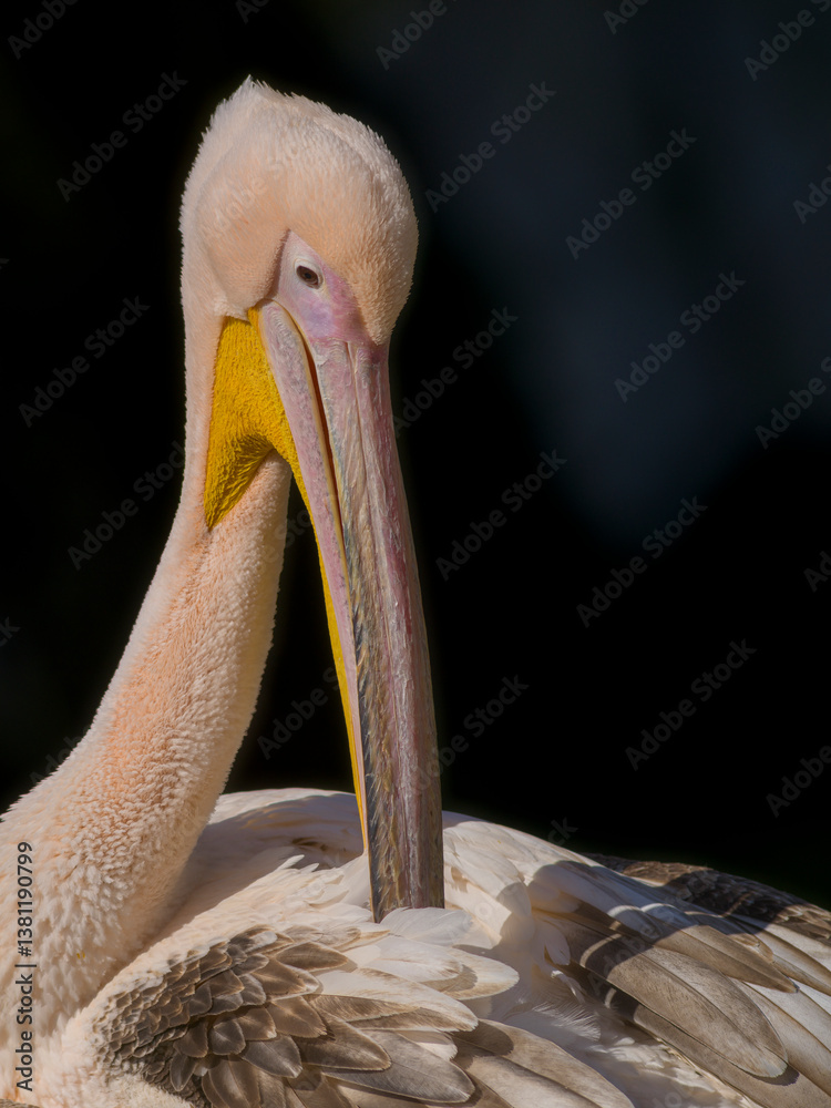 Pelikan