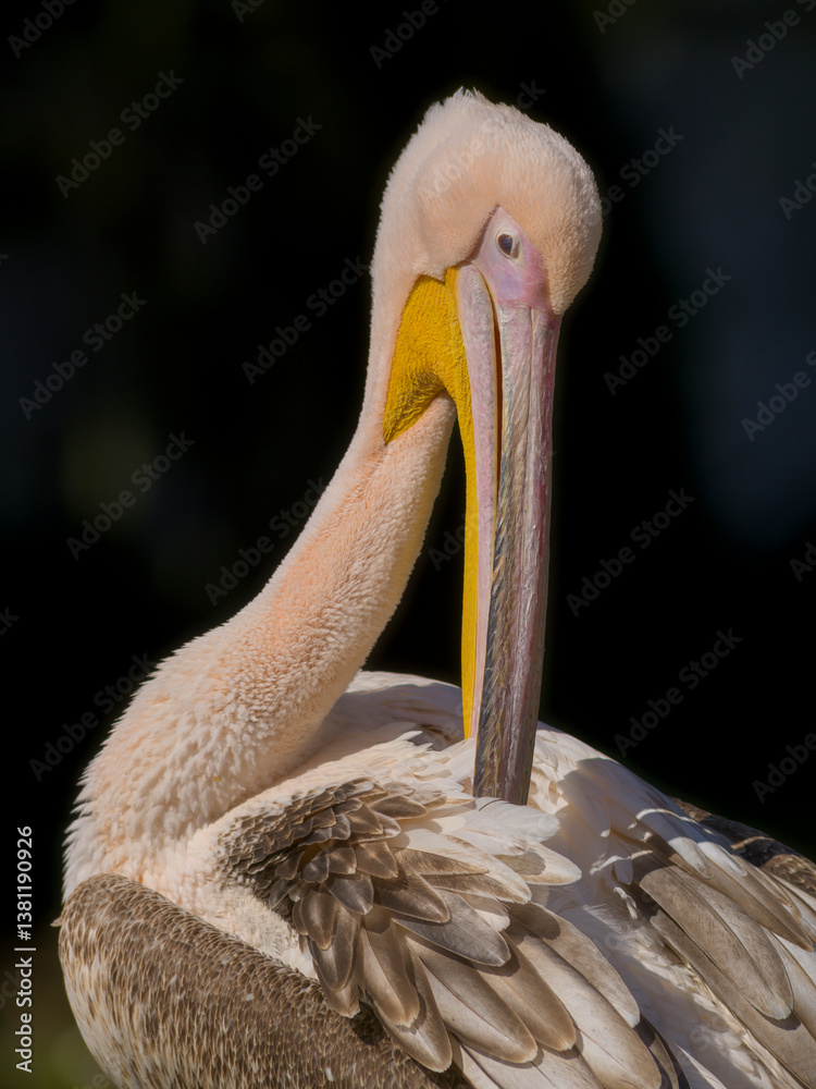 Pelikan