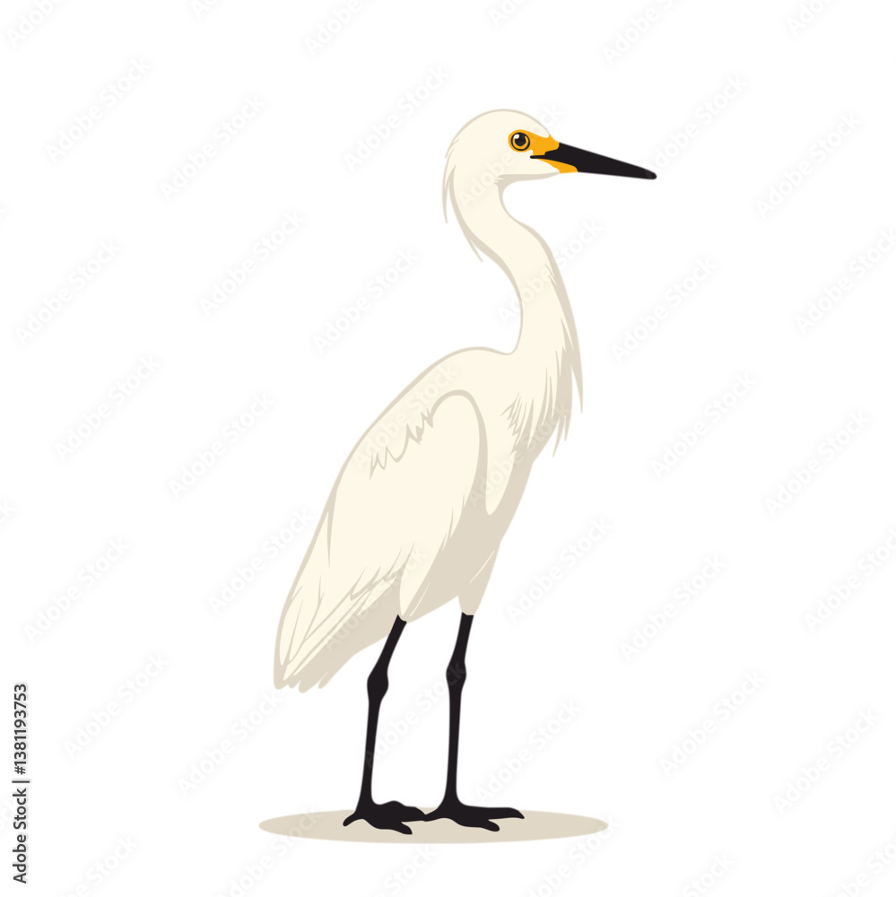 Obraz premium White Egret Standing Illustration on Plain Background 