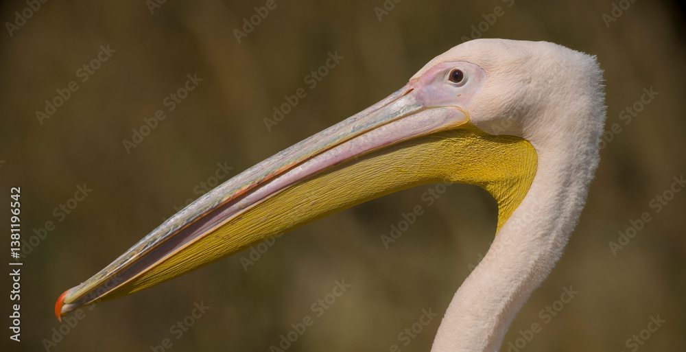 Pelikan