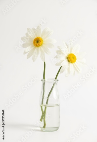 Obraz na płótnie Two white daisies in a glass vase on a white background w salonie