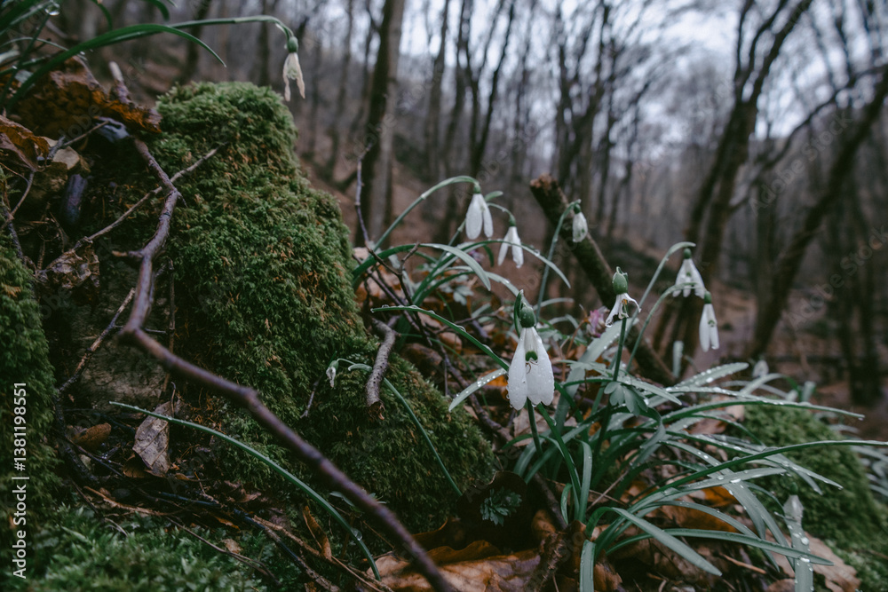 Obraz premium moss on the tree