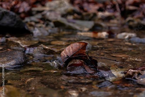 autumn leaves in the water