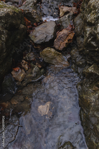 stream in the forest