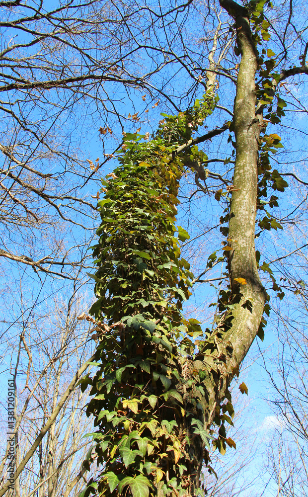 Obraz premium Ivy (Hedera helix) grows in the wild in the forest