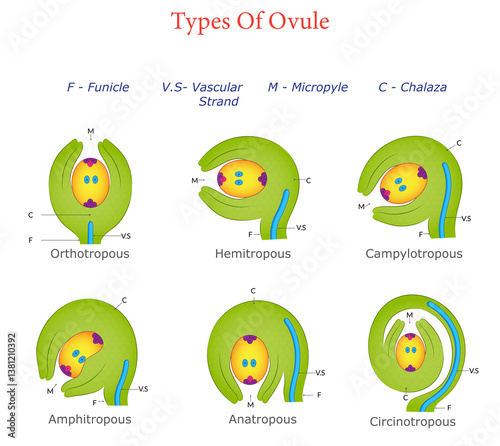 Six Types of Ovules Illustrated Classification and Structure