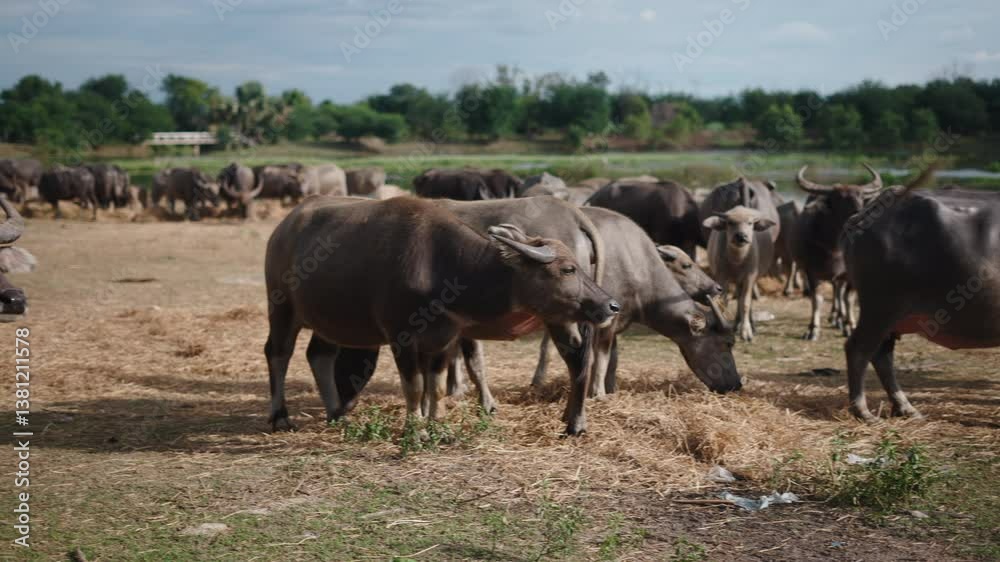 panoramic view of the great plain where buffalos graze peacefully near the river and the forest panoramic view of the great plain where buffalos graze peacefully near the river and the forest