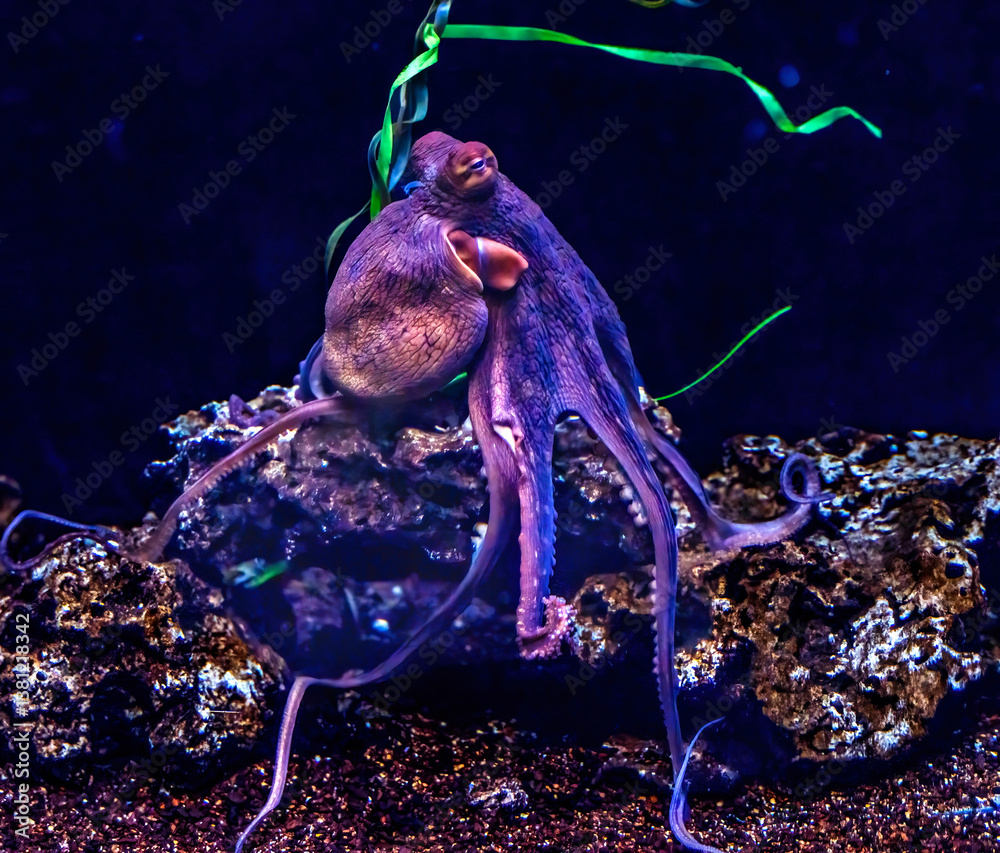 Colorful Purple Night Octopus Waikiki Oahu Hawaii