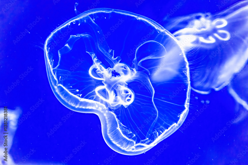 Colorful Blue Moon Jellyfish Waikiki Oahu Hawaii