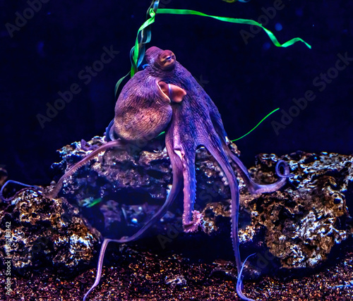 Obraz na płótnie Colorful Purple Night Octopus Waikiki Oahu Hawaii w salonie
