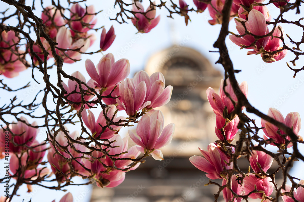 Kwitnąca Magnolia, tapeta, dekoracja.