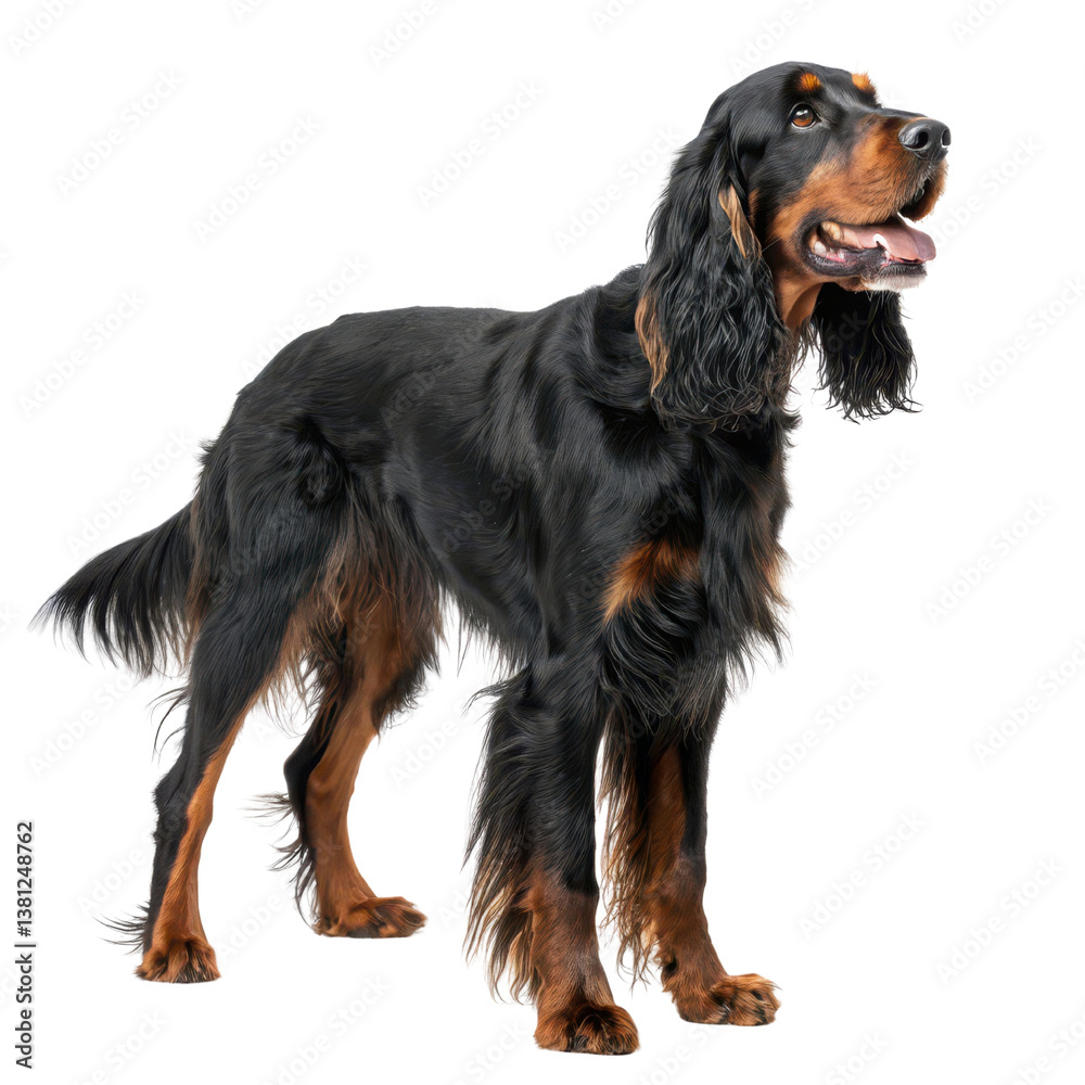Gordon Setter isolated on a white background.
Gordon Setter isolated on a white background.