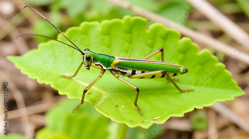 Eastern lubber grasshopper
