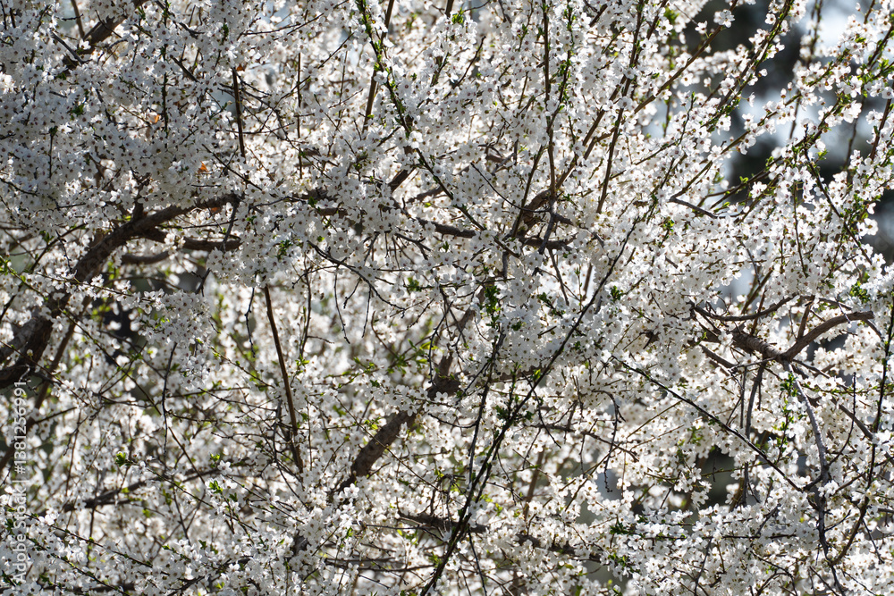 Branches of a flowering sweet cherry (Prunus ávium) with a huge number of five-petaled white flowers. Branches of a flowering sweet cherry (Prunus ávium) with a huge number of five-petaled white flowers.