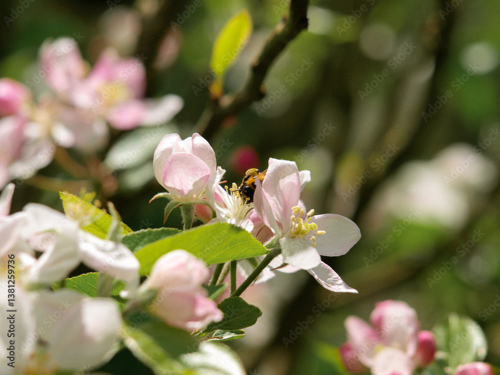 Obraz premium Apple tree blooming