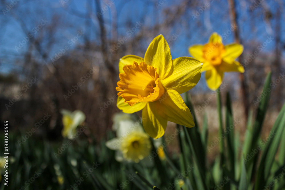 Obraz premium Beautiful yellow and white daffodils are blooming in the garden on a spring day.