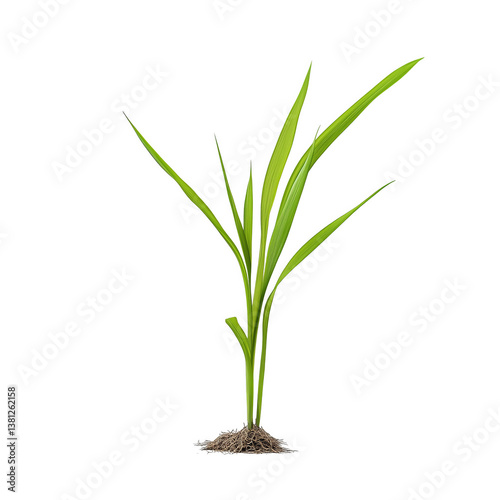 Wallpaper Mural young green plant transparent background Torontodigital.ca