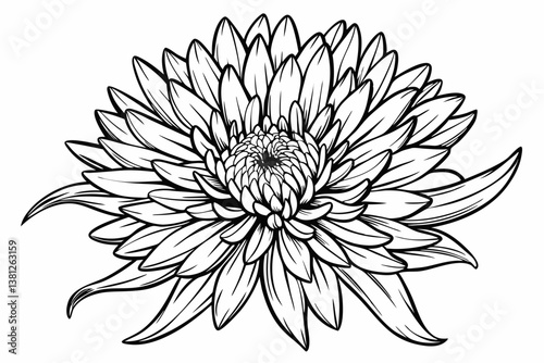 coloring page line art the aster black vector