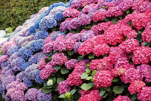 Hortensias.