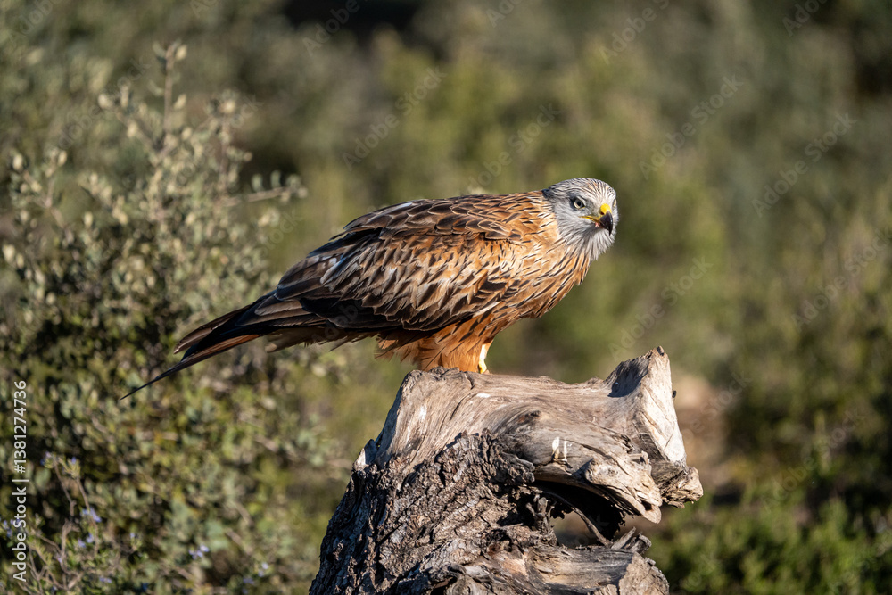 Fototapeta premium Red kite (Milvus milvus) photographed in Spain