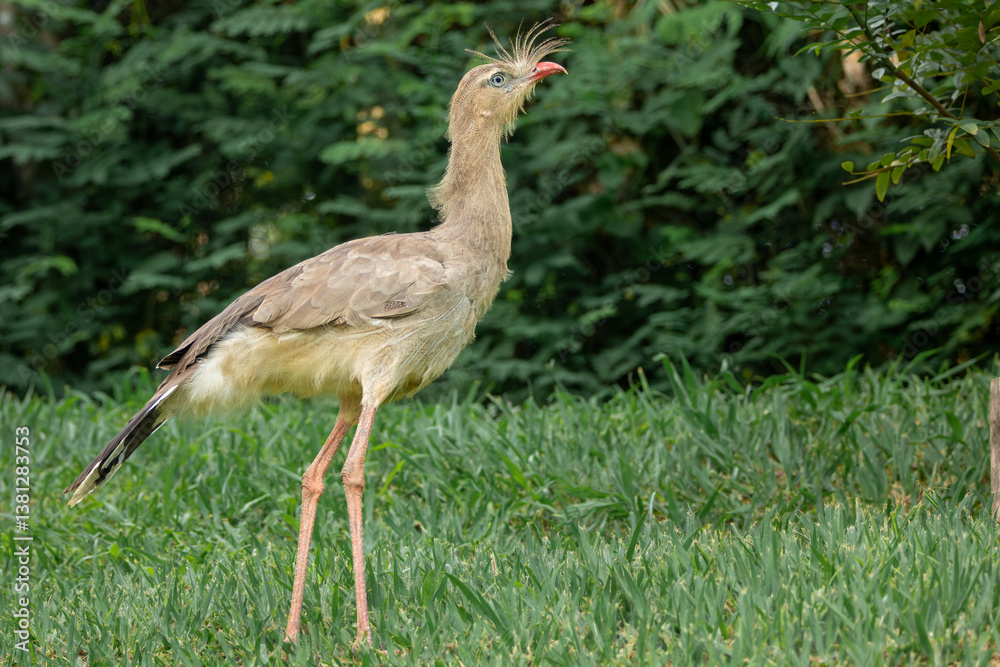 Obraz premium The Seriema moves through the grassland, its slender body built for swift movements and keen hunting.