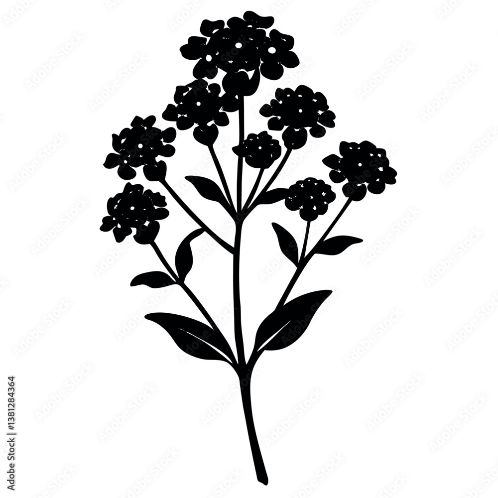 Naklejka premium Candytuft-silhouette-illustration.