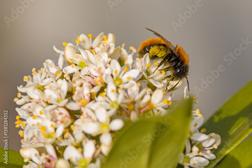 an european orchard bee with yellow pollen on the white blossoms of the japanese skimmia in sunlight